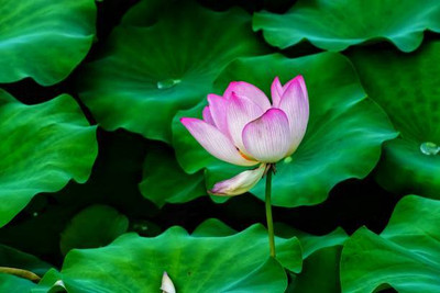 I S ENTERPRISE lotus,kamal gatta Seed(11 per packet)