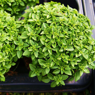 Qualtivate VVI-47 Greek Dwarf Basil (Ocimum basilicum) Seed(1000 per packet)