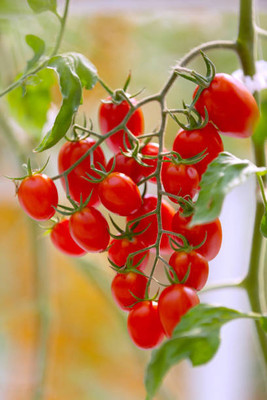 parrot creation tomato Seed(145 per packet)