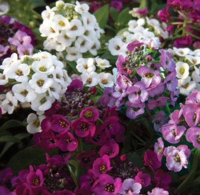 Lorvox Hybrid Sweet Allysum Seed(60 per packet)