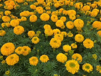 SRK Shree Radha Krishna marigold/gende ka phool flower seeds Seed(50 per packet)