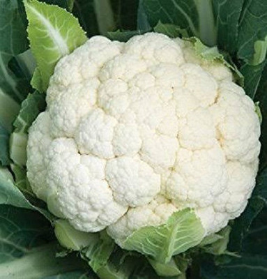 VibeX ® VLR-278 Cauliflower F1 Hy Snowbird Seeds Seed(200 per packet)