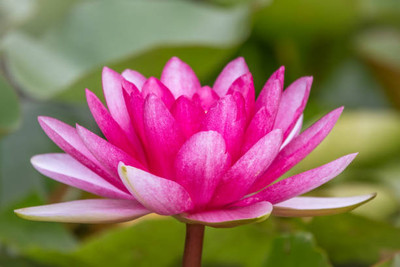 RAIYARAJ lotus,kamal gatta Seed(11 per packet)