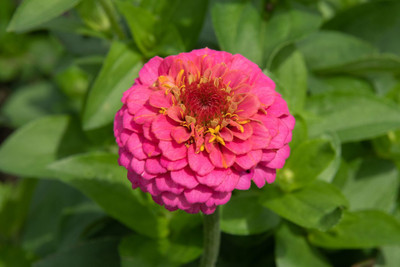 ibains Zinnia seeds Seed(67 per packet)
