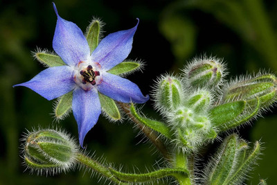 CYBEXIS LXI-90 - Blue Star Borage - (1350 Seeds) Seed(1350 per packet)