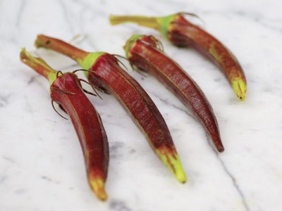 Qualtivate ICRA-7A Okra: Burgundy Red Heirloom Seeds Seed(350 per packet)