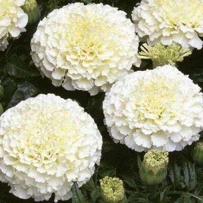 Aywal HYBRID SEEDS Chrysanthemums flower Seed(2 per packet)