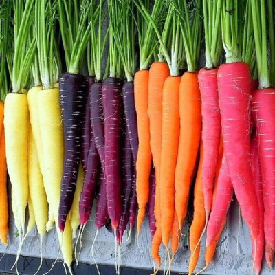 Qualtivate PUAS-7A Colorful Blend of Exotic Colored Carrots Seed(300 per packet)