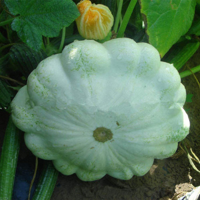 CYBEXIS Flying Saucer Melon Pumpkin Seeds 100 Seeds Seed(100 per packet)