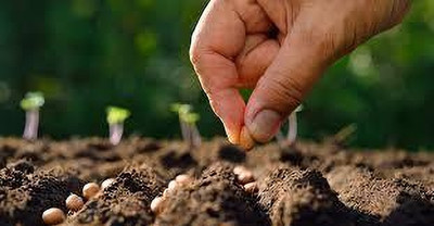 ABC seed Seed(1 per packet)