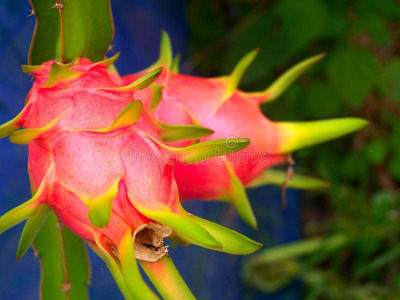 Oliver imported@ hybrid dragon fruit seed Seed(60 per packet)