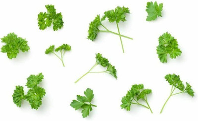 CYBEXIS XL-63 - Organic Plain/Single Parsley - (750 Seeds) Seed(750 per packet)