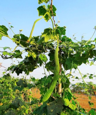 KNESSiN Ridge Gourd/HEERAKAI/PEERKANKAI-{400 Seeds} Seed(400 per packet)