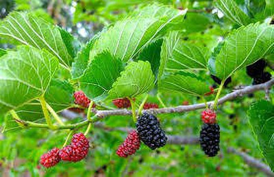 Oliver mulberry(shahatoot) fruit seeds Seed(244 per packet)