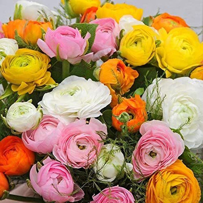 Aywal Ranunculus Flower Bulb Seed(2 per packet)