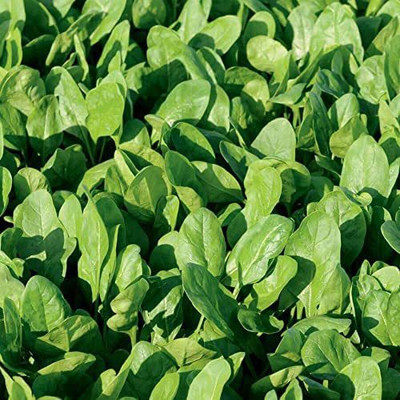 VibeX ® RXI-162 Space F1 Organic Spinach Seed(500 per packet)