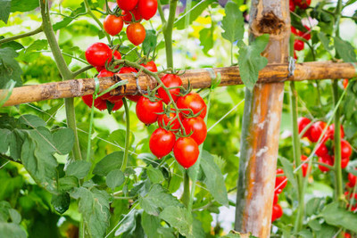 SUNWAN tomato Seed(85 per packet)