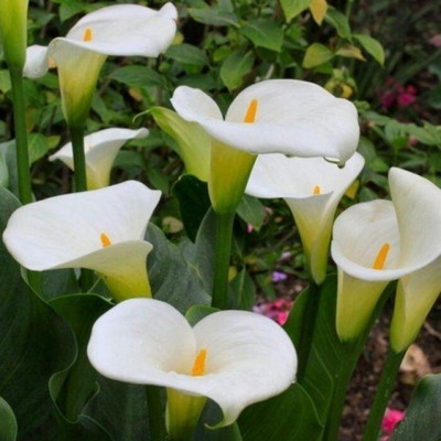 Audbhidhi Summer Flower Bulbs Calla Lily/Zantedeschia Seed(2 per packet)
