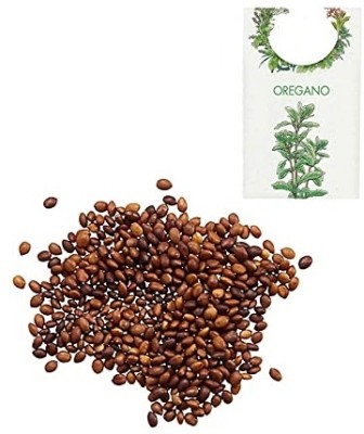 KNESSiN Oregano Seed(1250 per packet)