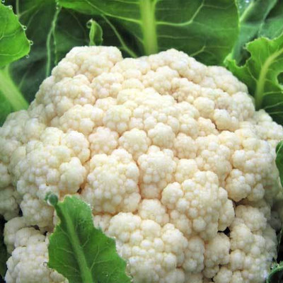 CYBEXIS Pusa Snowball-2 Cauliflower Variety2000 Seeds Seed(2000 per packet)
