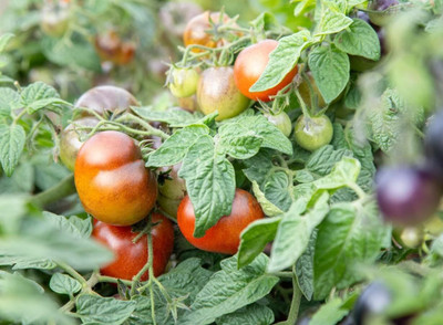 Biosnyg High Germination Akoya Tomato Vegetable Seeds For Planting - (4000 Seeds) Seed(4000 per packet)