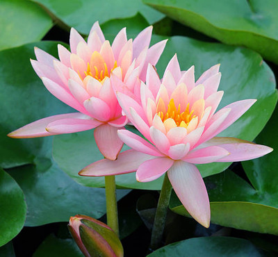 BrijBooti lotus,kamal gatta Seed(10 per packet)
