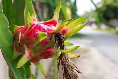 wequality Dragon fruit seeds packet/Dragon fruit seed 18 Seed(18 per packet)