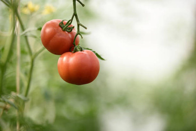 Hybrid corn tomato Seed(105 per packet)