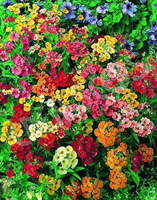 Lorvox Nemesia Red And White Flower Seed(65 per packet)
