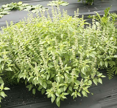 VibeX ® VXI-7 Organic Lime Basil Seeds Seed(1000 per packet)