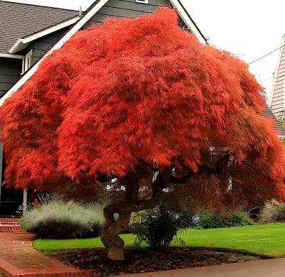 NooElec Seeds India 25 Seeds-Acer Palmatum Atropurpureum - Red Japanese Maple Tree Seed For Planting Seed(25 per packet)