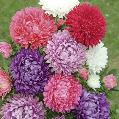 Pbevergreen Aster Mix Seed(278 per packet)