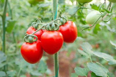 OUR BAZAAR tomato Seed(135 per packet)