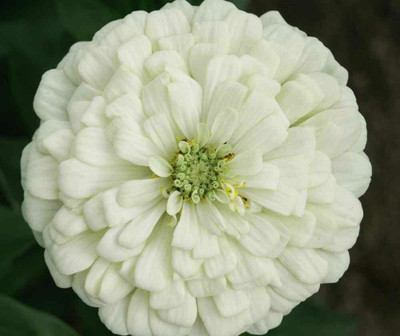 Radha Krishna Agriculture Imported White Zinnia F1 Hybrid Flower Seeds For Home Gardening/ Seed(60 per packet)
