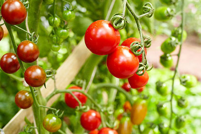 Cosmos tomato Seed(75 per packet)