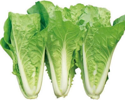 WILLVINE PUSA -IV Chinese Cabbage Seeds Pak Choi [10g] Seed(3000 per packet)