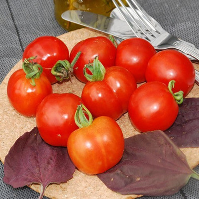 Quentova Tomatoes Red टमाटर-XLI-3W Seed(250 per packet)