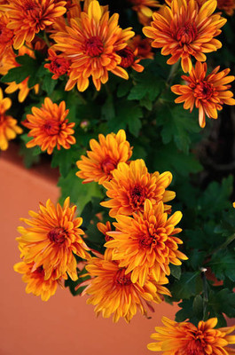 Ilyas marigold/gende ka phool flower seeds Seed(50 per packet)