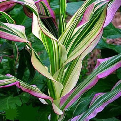 WILLVINE HUA -I Candy Striped Corn Seeds-[100g] Seed(400 per packet)