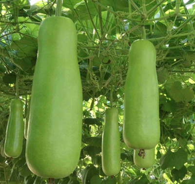 Seedsqlty Bottle gourd seeds for home garden Seed(10 per packet)