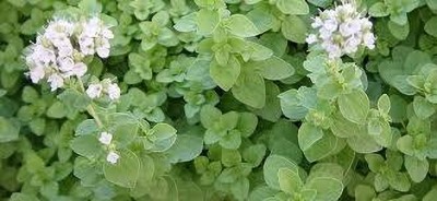 XOLDA Organic marjoram herb Seed(29 per packet)