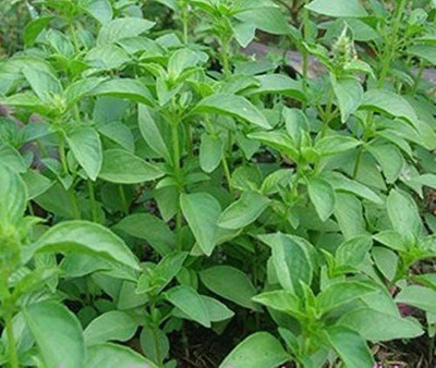 CYBEXIS HUA-31 - Lemon Thai Basil (Ocimum canum) - (4500 Seeds) Seed(4500 per packet)