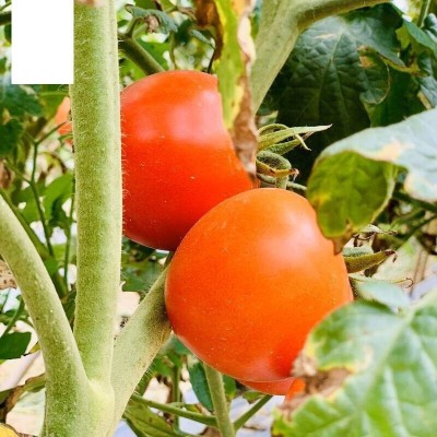 Quentova Tomatoes Cherry Red-NTL-2Y Seed(250 per packet)