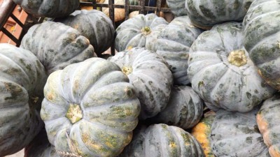 VibeX LX-30 - Hybrid Vegetable Pumpkin - (300 Seeds) Seed(300 per packet)