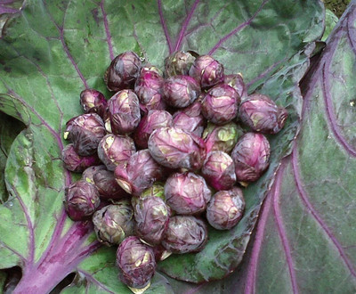 WILLVINE AGRI -VI Brussel Sprouts Seeds Red Ball [50g] Seed(15000 per packet)
