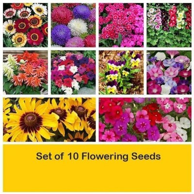 CYBEXIS Combo Set of 10 Flowering Seeds Seed(10 g)