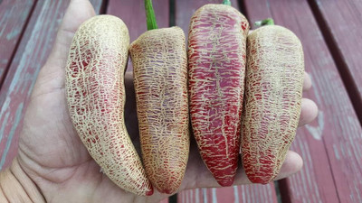 Biosnyg High Yield Farmers Market Jalapeno Pepper Seeds For Planting-(2000 Seeds) Seed(2000 per packet)