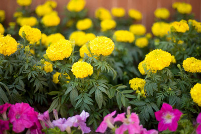 Saisha International marigold/gende ka phool flower seeds Seed(50 per packet)