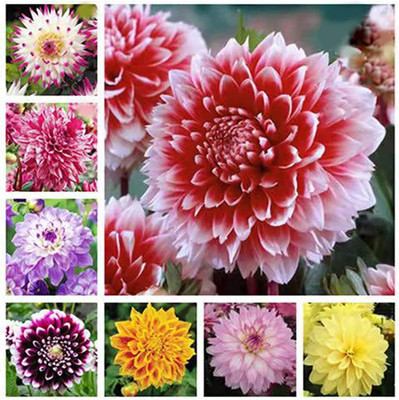 WILLVINE XLL-253 Mixed Dahlia Seeds | Non-GMO Seed(50 per packet)