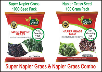 Ravel Super Napier Grass Seed 1000 Seed, Napier Grass Seed 100 Gram Pack Seed(2000 per packet)
